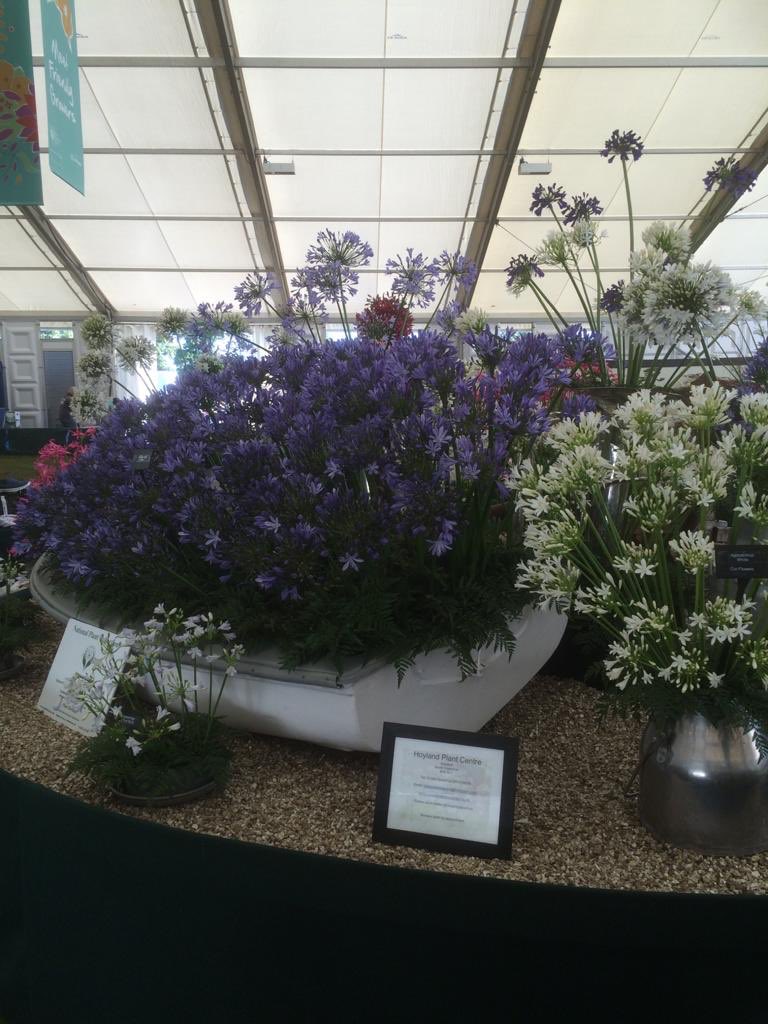 GreatAgapanthus's tweet photo. Memories!! These are a few of the displays we have done @The_RHS Hampton Court over past 5 years. #Agapanthus #Nerine #Amarine https://t.co/0RLBTMoUs0