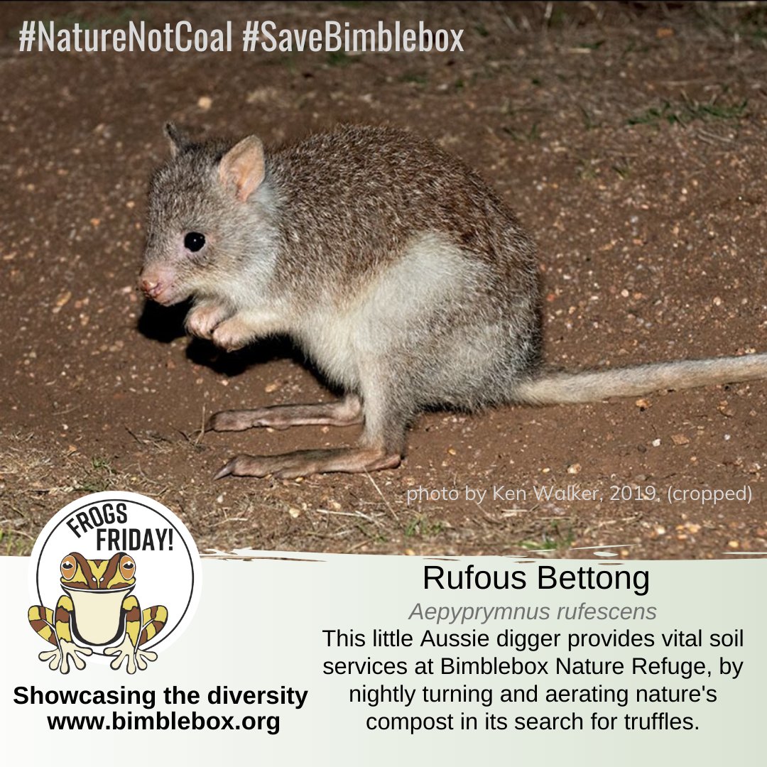 BimbleboxNR's tweet photo. this little fellow is useful as well as cute, and star of this week's #FrogsFriday. please share Bimblebox's treasures
#ValuingNature https://t.co/dM5avZYXwF
