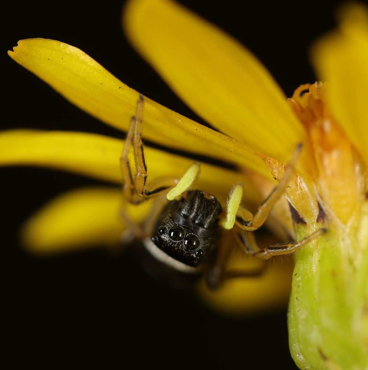 hIokksnkeuernts's tweet photo. Na schau mal einer an wer sich da unter der Blüte versteckt hat... 🕷️
Eine #Springspinne der Gattung #Heliophanus.
#spiders #arachnidae #macrophotography #spider #Tiere #natur #Nature #Artenvielfalt #makrofotografie #makro #krabbelviecher #Spinnen #Springspinnen #Salticidae https://t.co/tAe26NMKmf