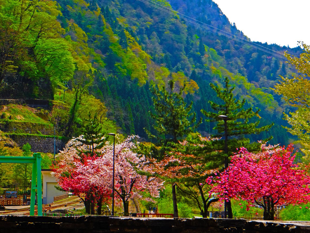 murohusi_com's tweet photo. #trip #japan #TOYAMA #TATEYAMA #KUROBE #ALPINEROUTE #snow #mountain #sakura #cherryblossom #雪 #桜 #立山黒部 #アルペンルート #黒部ダム #壁紙 #自然大好き #ファインダー超しの私の世界 #デジカメ #RX10M3 #photoshop #camera #富山県 #キリトリセカイ #毎日投稿 #写真好きな人と繫がりたい https://t.co/79bVOmc6oP