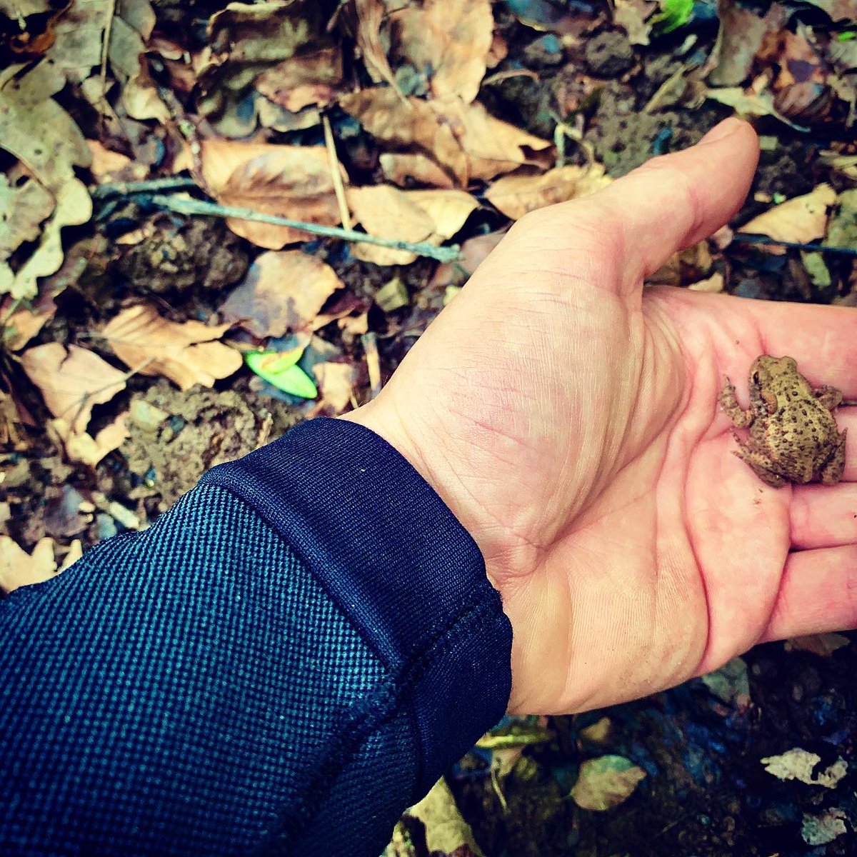 Silent_Fox_Bush's tweet photo. Douce nature merci pour tout ce que tu as à offrir 🦊 - Sweet nature thank you for all that you have to offer #nature #insecte #scarabe #limace #crapeau #champignons #foret #naturephotography #naturelovers #natural #naturel #SilentFoxBushcraft https://t.co/zaQe5Ol8P7