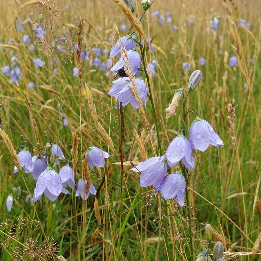 Painshill tweet media