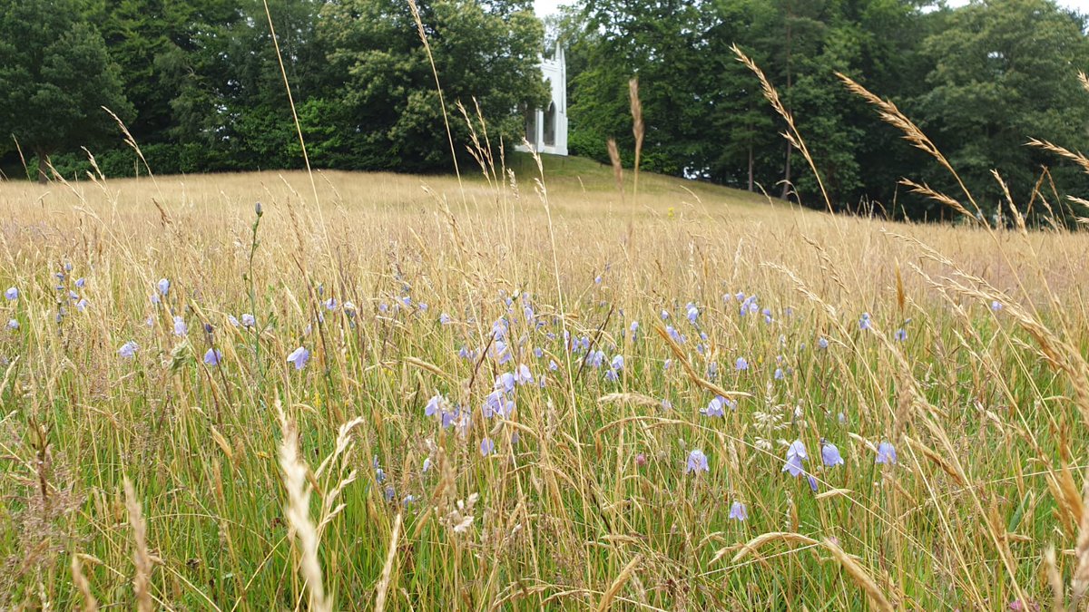 Painshill tweet media