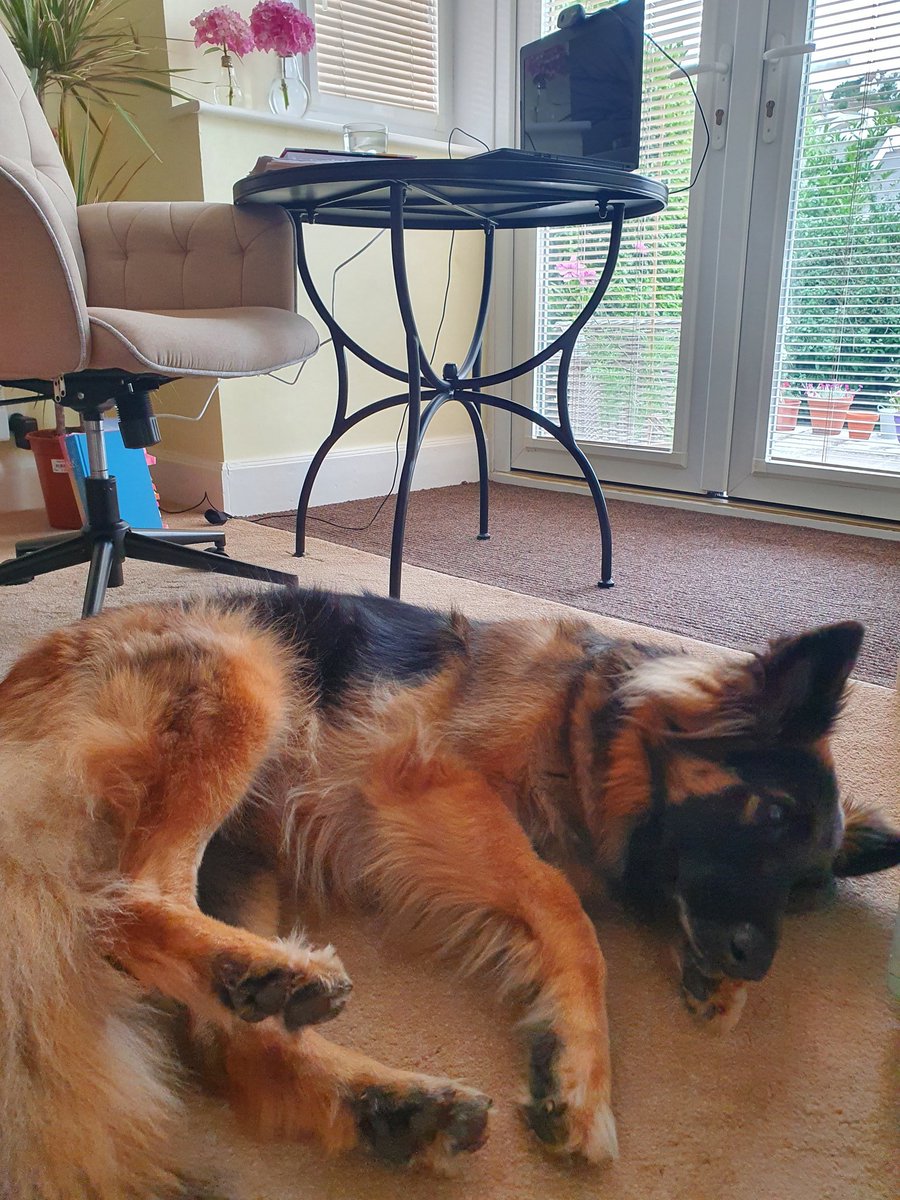 bebrighterlife's tweet photo. I always have a very willing companion in my office!! #workcompanion #homeoffice #onlinetherapy #workingfromhome
#dogsarebest #germanshepherd #hypnotherapy #nlp #eft #talkingtherapy #cognitivechange #mentalhealth #anxietysupport https://t.co/IoQTffhABx