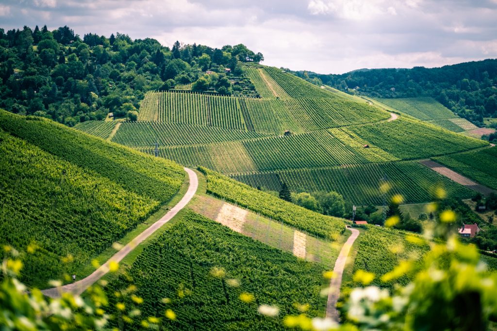 Of course, one of the major legacies of the Roman Limes in the region are the grapevines they introduced, and the production of wine - something southern Germans still do today. /15