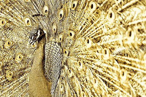 When Hera woman goes through this she must remember Hera's potential for rebrith - Hera was worshiped as Maiden - Queen - Widow every year, representing her death and rebirth. Jungian psychiatrist Shinoda tells about a patient - a Hera woman who dreamt she menstruated again.