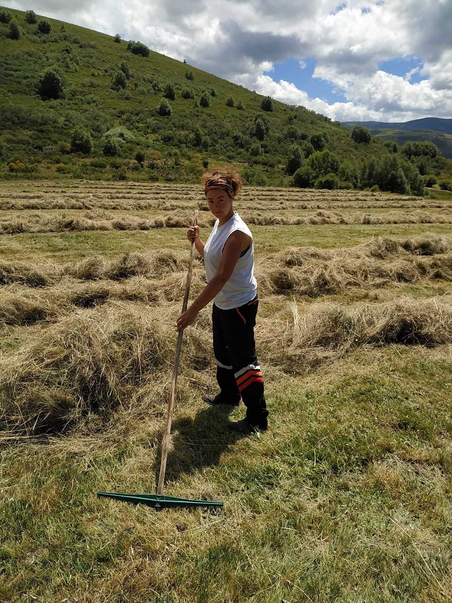 Como muchas d nuestras otras compañeras, Tania d León, recoge hierba para el invierno en praderas naturales bien gestionadas durante el resto del año: limpar zarzas, hacer caños y regueros, regar, segar, recoger hierba, volver a regar y pastear el otoño fresco antes del invierno