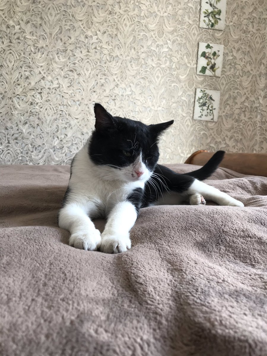 SpanielsSuper's tweet image. Mummy was taking photos..... OF THE CAT 😱💔...... I stopped that ... 😏♥️#HowVeryDareShe #ImJustAJelousGirl #DontShopAdopt #SpanielsOfTwitter #DogsOfTwitter #CatsOfTwitter #RescuePetsAreAwesome