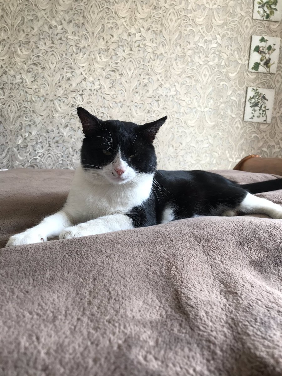 SpanielsSuper's tweet image. Mummy was taking photos..... OF THE CAT 😱💔...... I stopped that ... 😏♥️#HowVeryDareShe #ImJustAJelousGirl #DontShopAdopt #SpanielsOfTwitter #DogsOfTwitter #CatsOfTwitter #RescuePetsAreAwesome