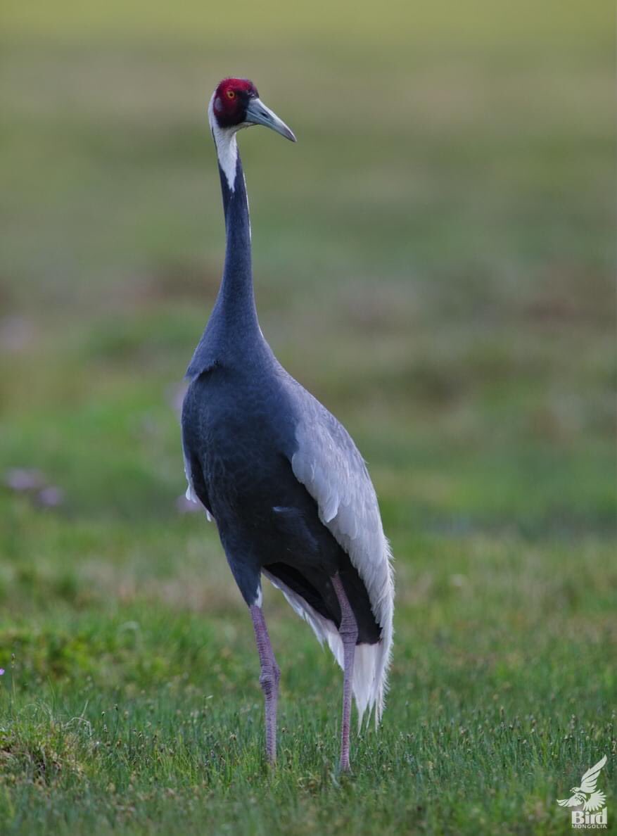 BirdMongolia's tweet photo. The 7 species of cranes in Mongolia. We, the bird Mongolia has been observed and photographed 4 of of them and  the others are on our top list 🙂 
More about cranes in Mongolia>> https://t.co/a45UAUA8qf

#BirdMongolia #Cranes #Birds #BirdingMongolia https://t.co/85K2QFqONv