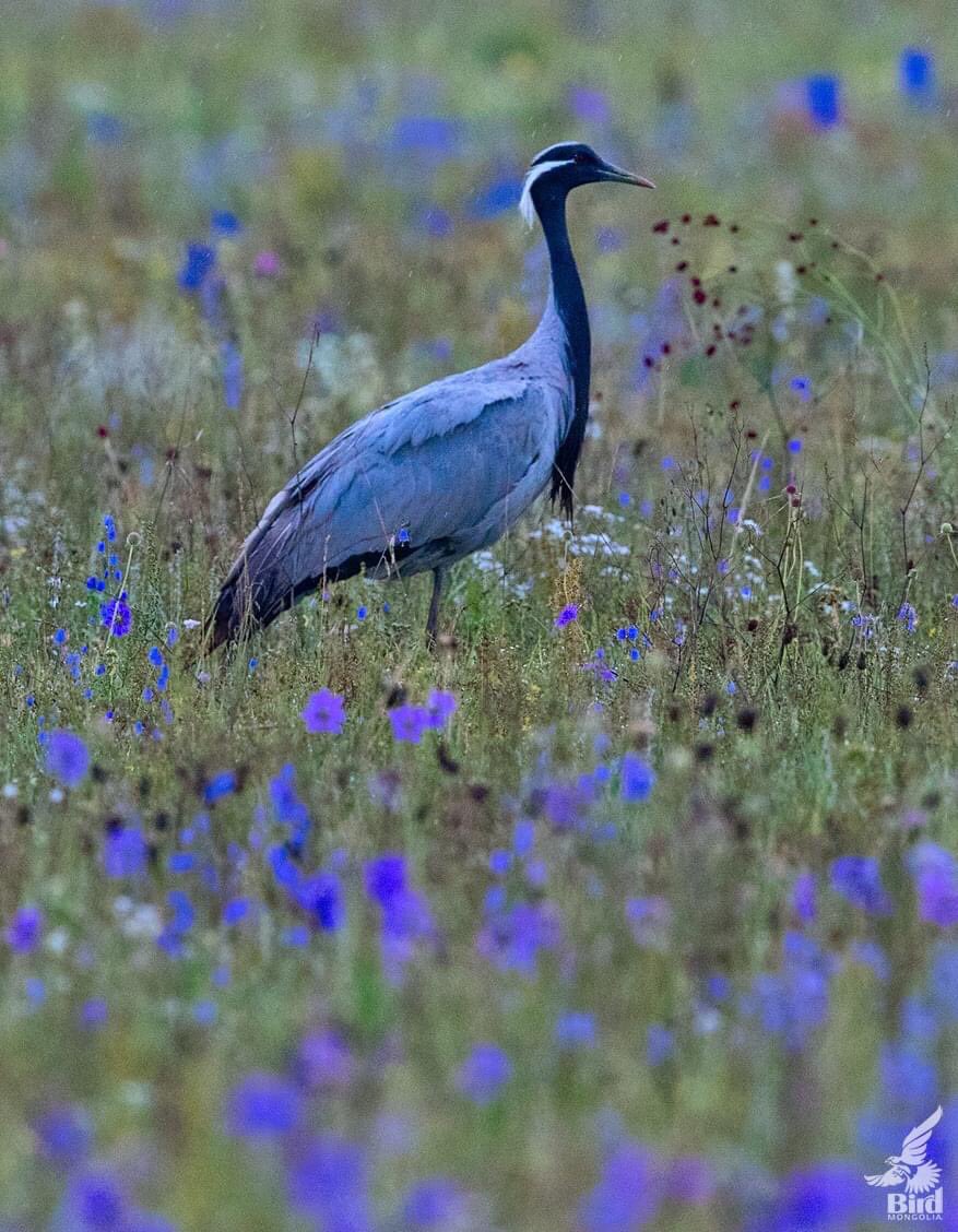 BirdMongolia's tweet photo. The 7 species of cranes in Mongolia. We, the bird Mongolia has been observed and photographed 4 of of them and  the others are on our top list 🙂 
More about cranes in Mongolia>> https://t.co/a45UAUA8qf

#BirdMongolia #Cranes #Birds #BirdingMongolia https://t.co/85K2QFqONv