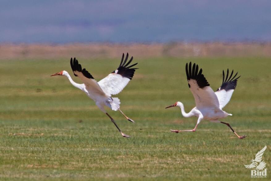 BirdMongolia's tweet photo. The 7 species of cranes in Mongolia. We, the bird Mongolia has been observed and photographed 4 of of them and  the others are on our top list 🙂 
More about cranes in Mongolia>> https://t.co/a45UAUA8qf

#BirdMongolia #Cranes #Birds #BirdingMongolia https://t.co/85K2QFqONv