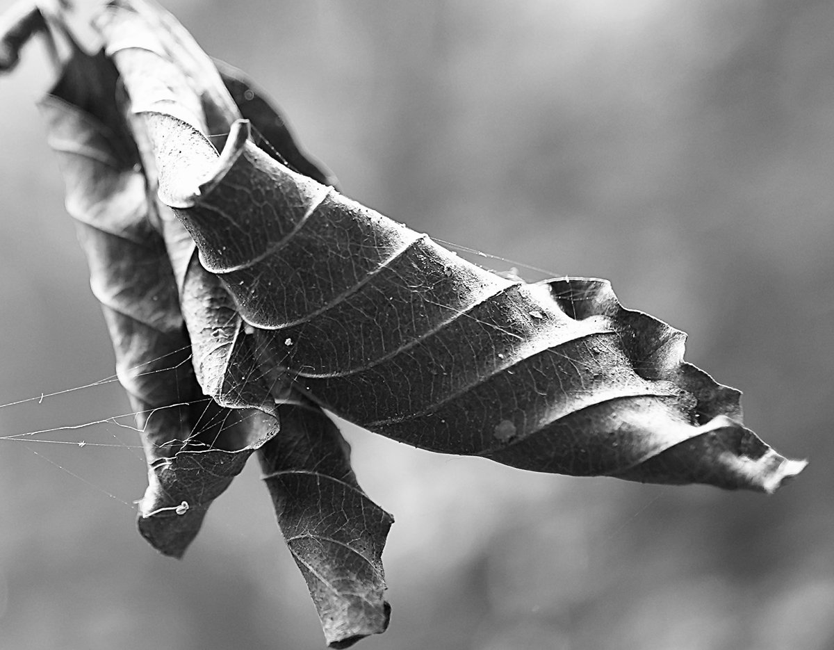 light_angles's tweet photo. #digitalphotography #blackandwhitephotography #oldleaf https://t.co/zwio6loqeg