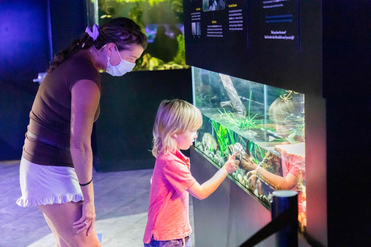 WickerInn's tweet image. Mote Marine Aquarium reopens!

mote.org/pages/covid-19…