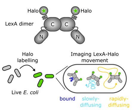 Single-molecule tracking of a LexA-Halo fusion in live E. coli cells allowed us to visualise key mechanisms by which DNA-binding and degradation of the LexA repressor regulates the SOS response in vivo. (3/7)