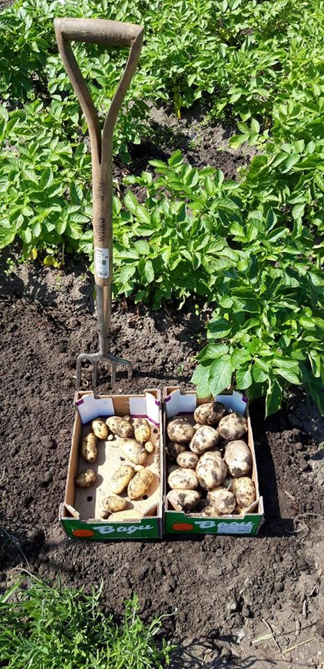 Our allotment is coming along nicely, great to start reaping the rewards 🥔🥬
