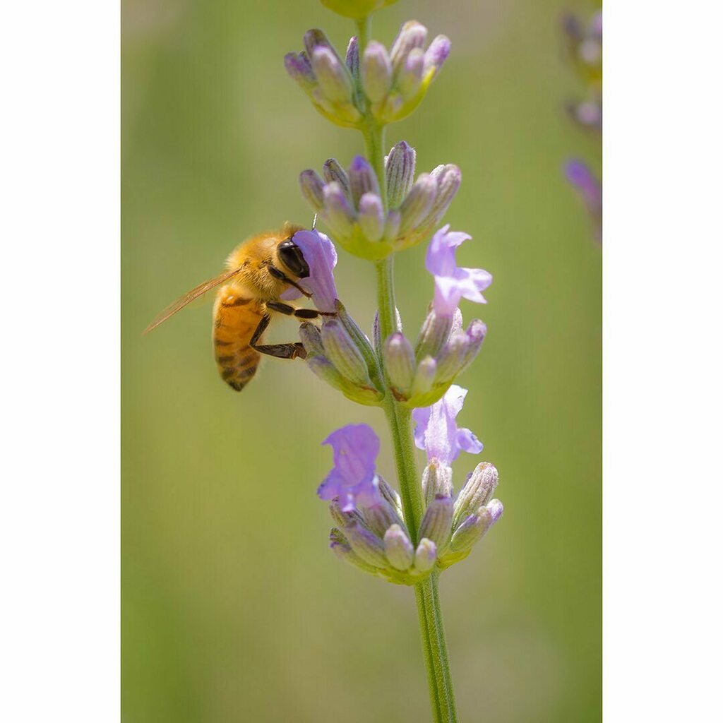 myneit's tweet photo. Bee and lavander
.
#nature #animal #insect #bee #flower #lavander #macro #closeup #closeupphotography #macrophotography #naturephotography #impollination #picoftheday #photography #photooftheday https://t.co/ui9bRjQIJh https://t.co/CAGAHlRVnT