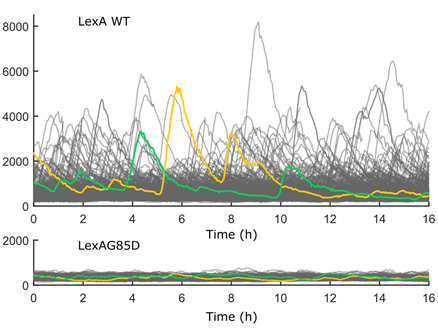 Does LexA variability jeopardise tight repression of the SOS response? Using microfluidics and simultaneous imaging of LexA degradation and target gene expression, we were able to connect how heterogeneity in the SOS output relates to the underlying input from LexA. (5/7)