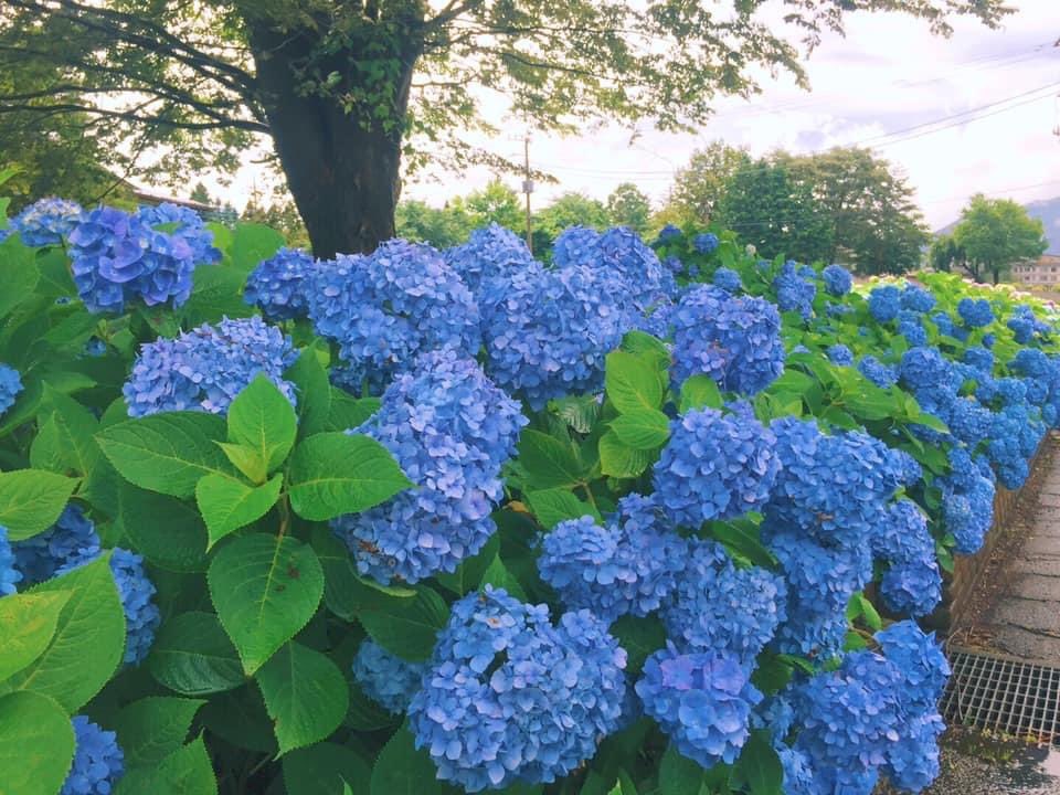 Fujimanyusha 富士漫遊社 Fujimanyus Twitter