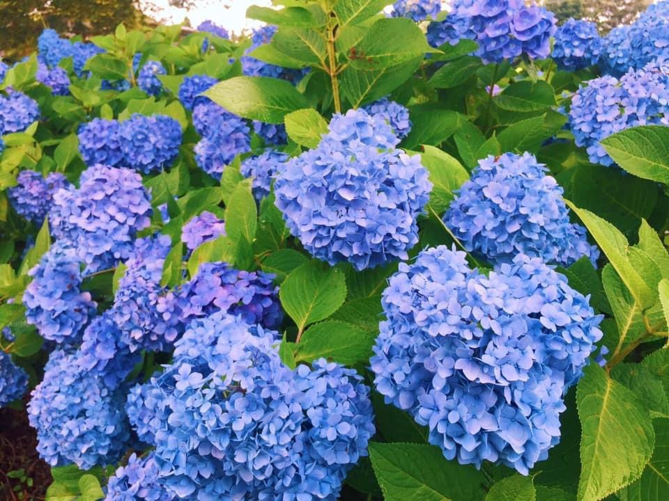 Fujimanyusha 富士漫遊社 Fujimanyus Twitter