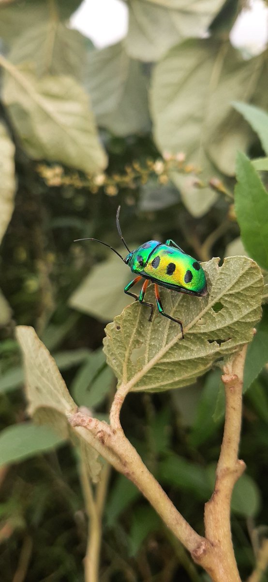 piyushunagar__7's tweet image. #mobilephotography #wallpaper #NaturePhotography #creativity #insectclick #portraitphotography #mobilephotography #rainyphotography