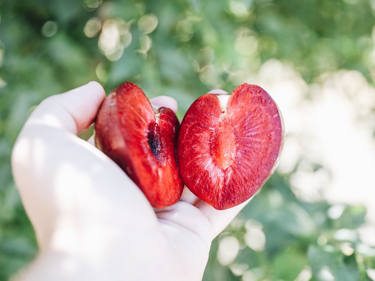 Raise your hand if you ❤️ Family Tree Farms Plumcots 🙋‍♂️ Different varieties coming to you all summer long!