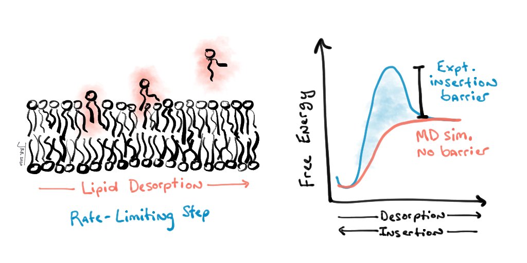 3/ Partially due to inconsistencies between experiments and previous  #MDsimulations, a molecular understanding of the rate-limiting step of passive  #LipidTransport has remained elusive until now.