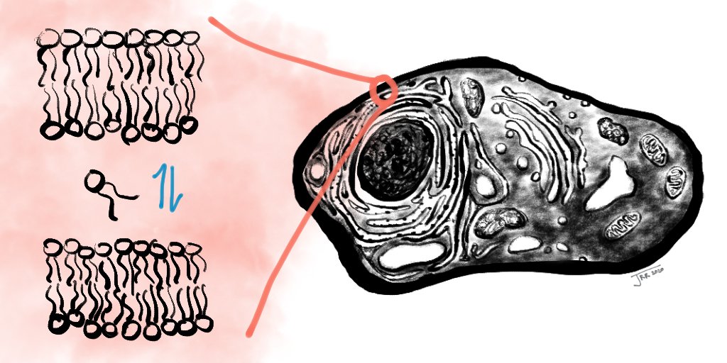 2/ Maintaining heterogeneous membrane compositions is key to biological function. Perhaps the simplest way this could occur is through passive exchange of individual lipids between two membranes.