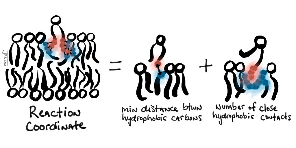 9/ We find that the  #ReactionCoordinate monitors the formation and breakage of hydrophobic contacts between the exchanging lipid and membrane. Consistent with experiments, FE profiles as a function of the  #ReactionCoordinate exhibit a significant barrier for lipid insertion.