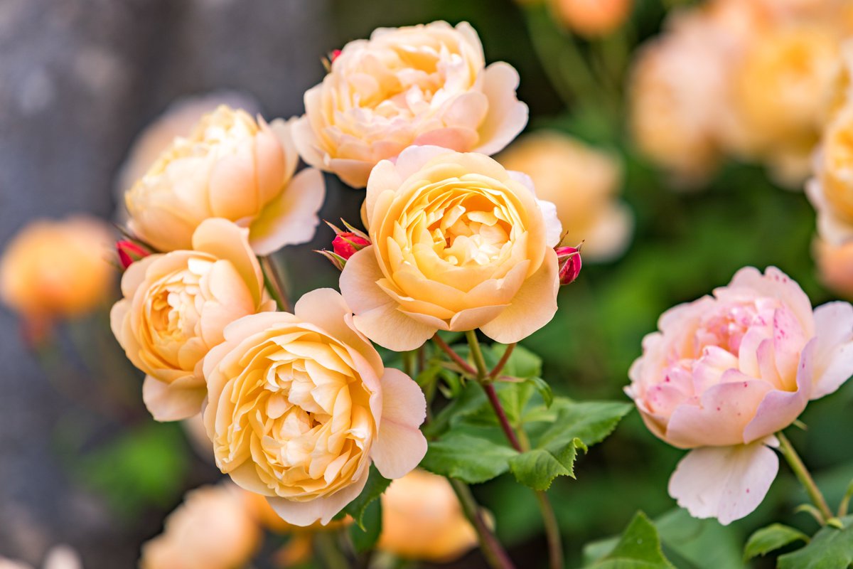 In celebration of this year’s virtual #RHSHamptonCourtWeek, we’re giving one of your the chance to win a Roald Dahl Rose for your garden. Simply retweet to enter. #FreebieFriday