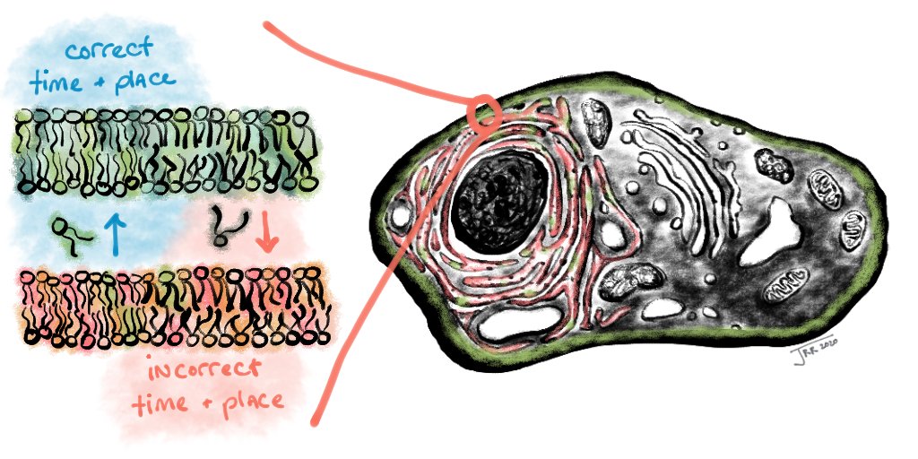 13/ The barrier for insertion likely plays an important biological role since it helps ensure that membrane compositions, which are spatiotemporally regulated to maintain cell homeostasis, are not easily disrupted.