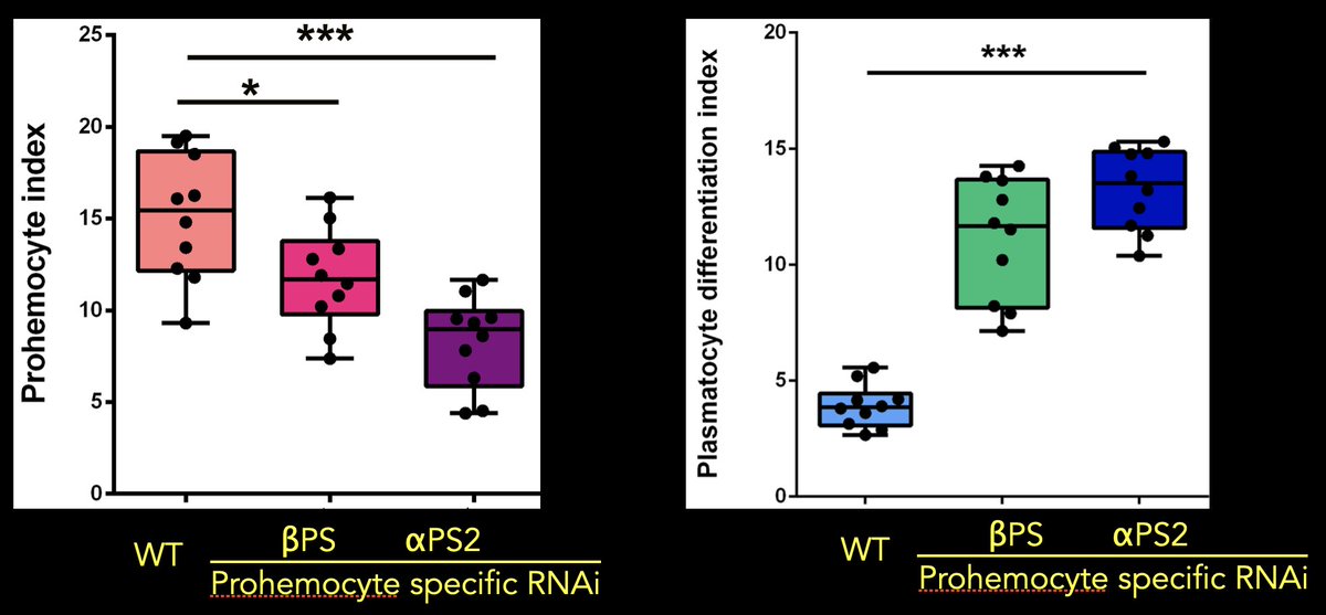 6. When we reduced the amount of collagen in the lymph gland or reduced the level of integrin in the blood progenitors we saw the same phenotype, loss of progenitors & increased blood cell differentiation. Shown below are data from RNAi mediated knockdown of beta & alpha integrin
