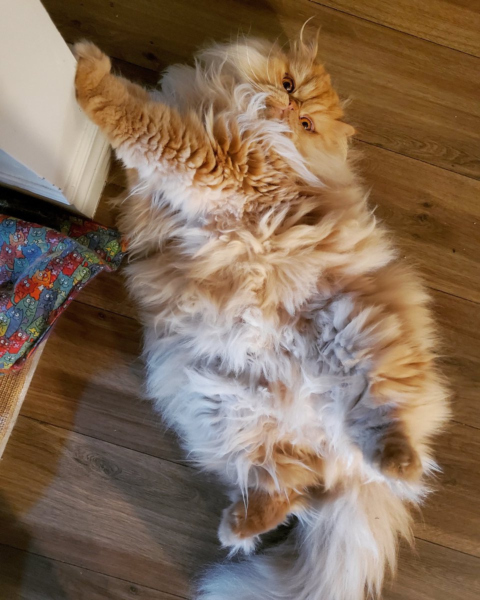 LuFisto's tweet photo. Oh, don't mind me. I'm just here being sexy. - Slash the Persian #persiancats #persianlove #slashthepersian #catmom #slash #somuchfluff #toomuchfluff https://t.co/4yYGIGFPar