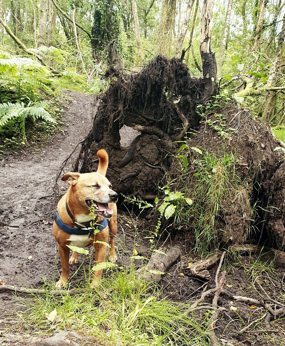 Happiness is... a bear in the woods 💙🐾