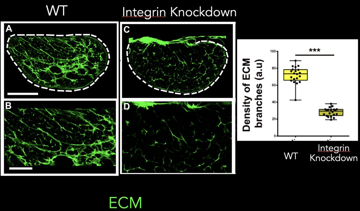 8. We developed methodology for long term imaging of intact lymph glands in culture. Surprisingly we found that progenitors were rooted in place both in WT & integrin deficient lymph glands. We did however notice that loss of integrins resulted in badly disrupted ECM architecture