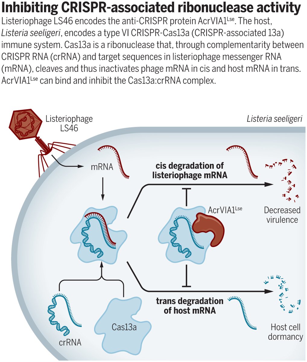 The discovery of an anti-CRISPR reveals viral escape from #CRISPR immunity. Learn more in a new #SciMagPerspective: ($) fcld.ly/thxmy53
