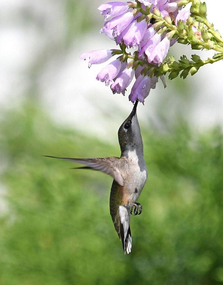 NNGreenTeam's tweet photo. Did you know that tubular flowers are one of hummingbirds favorite flowers! To learn more about the wildlife in your area check out U.S. Fish and Wildlife Service facebook page to gain more information #wildlife #nature #theyareourneighbors https://t.co/7tVqcXjcQ8