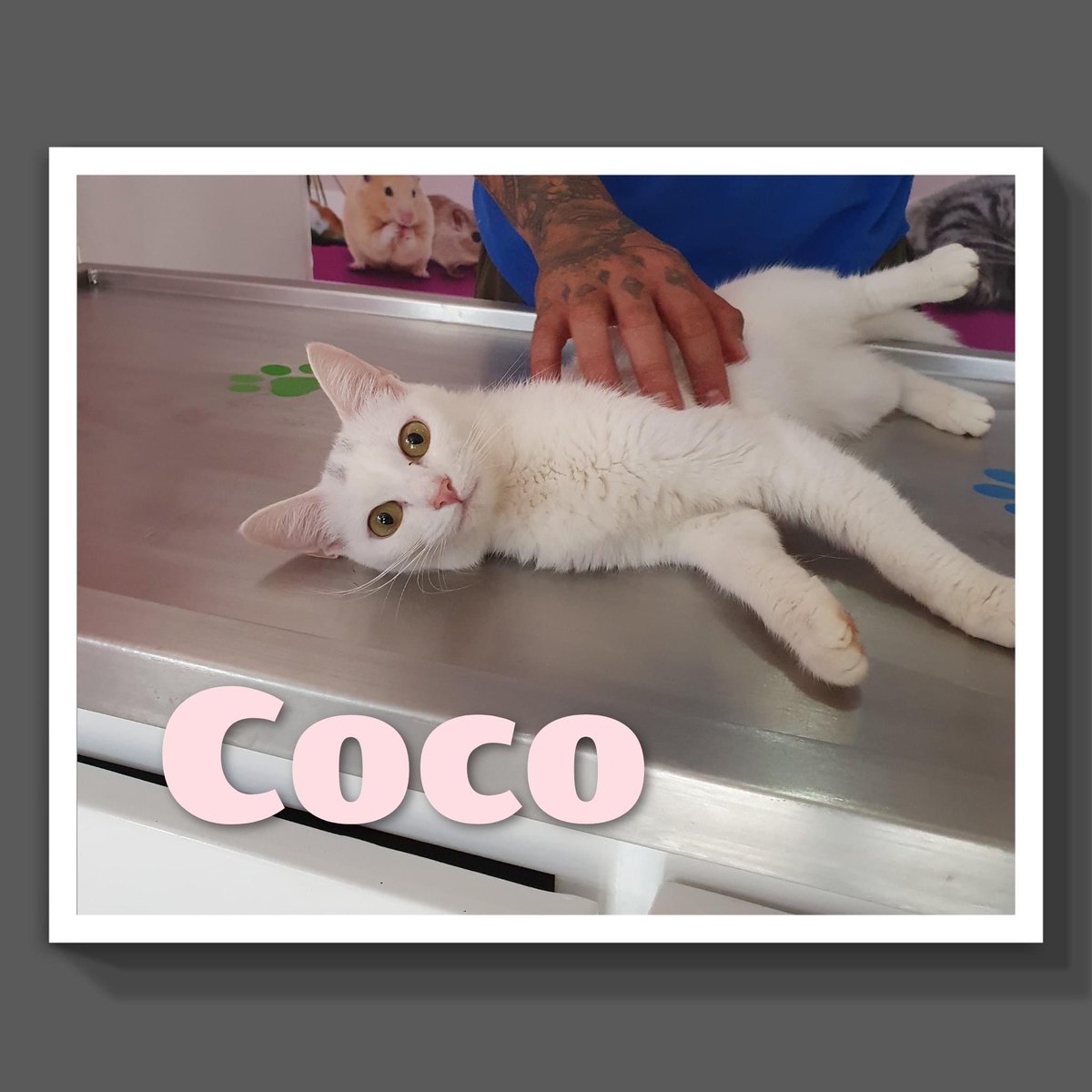 Oscar_VeCa's tweet photo. Están hermosas ¡adopta, no compres! https://t.co/Z1smIxeUVg