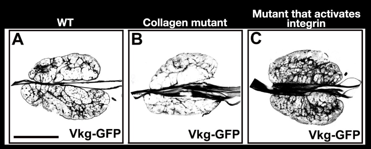 9. The level of activity of integrins directly correlated with how dense & complex the ECM was (in figure below Vkg-GFP is fly collagen). And how dense & complex the ECM was seemed to directly regulate whether progenitors would differentiate into blood cells. Why was this?