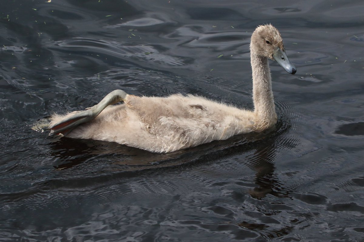 bsloan63's tweet image. Cygnet on the River Teith, Callander this afternoon #wildlifephotography #wildlife #nature #NaturePhotography @Natures_Voice @RSPBScotland