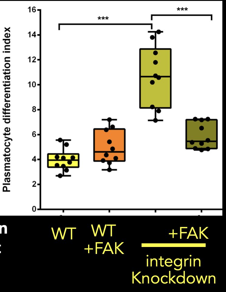 10. We find evidence that integrins regulated blood progenitor behaviour in two ways. The first & more obvious was is through FAK-mediated integrin signalling. If we turned on FAK signalling in progenitors we could partially rescue the integrin loss of function phenotype.