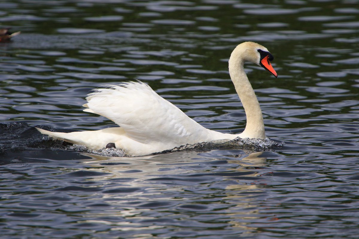 bsloan63's tweet image. Swan was in a bit of aggressive mood today on the River Teith chasing the ducks all over the Post Office Pool. #wildlife #wildlifephotography #NaturePhotography #nature @Natures_Voice @RSPBScotland