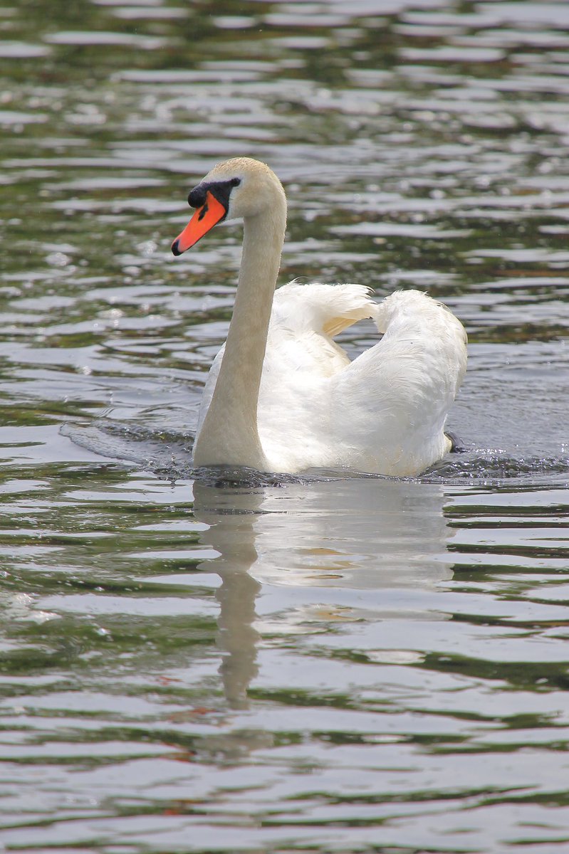 bsloan63's tweet image. Swan was in a bit of aggressive mood today on the River Teith chasing the ducks all over the Post Office Pool. #wildlife #wildlifephotography #NaturePhotography #nature @Natures_Voice @RSPBScotland