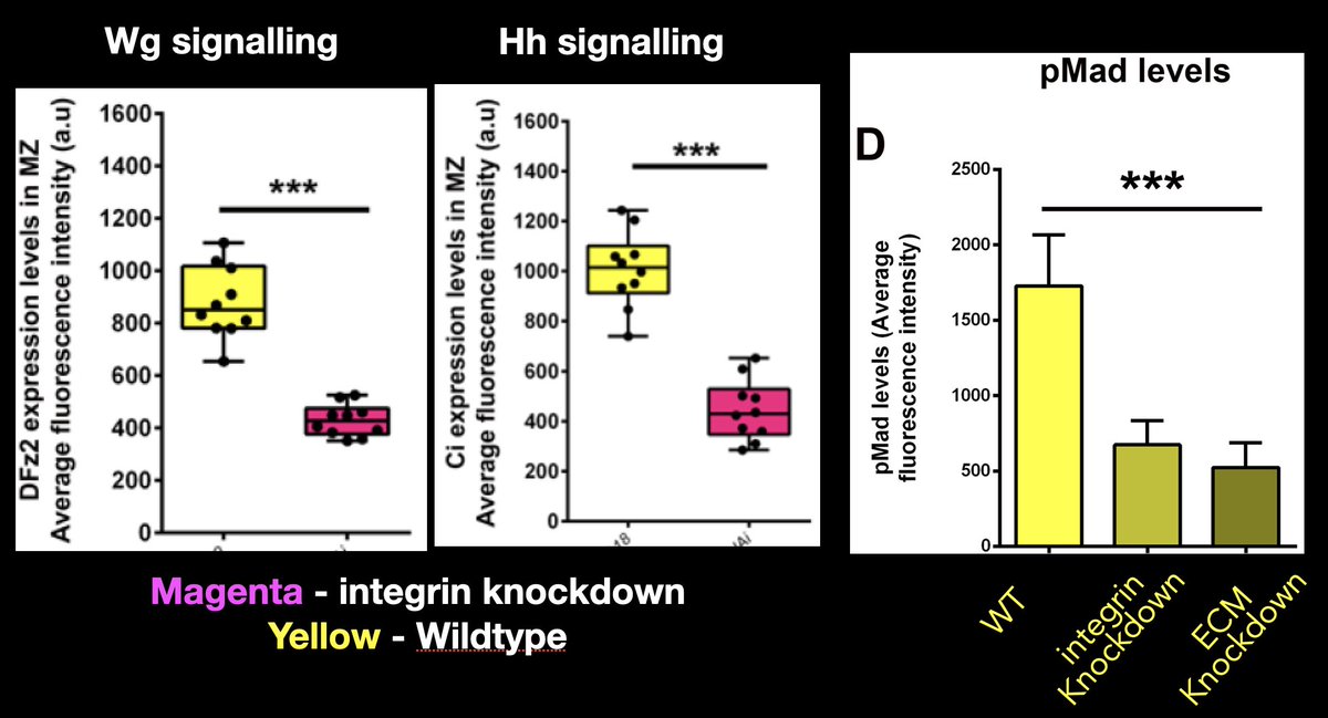 11. The 2nd way integrins regulate blood progenitor behaviour was hinted at by the papers from Grigorian & Dragojlovic-Munther, which found that Hh & Heartless signalling, respectively, were disrupted when the ECM was disrupted. We similarly found a link to Bmp signalling.