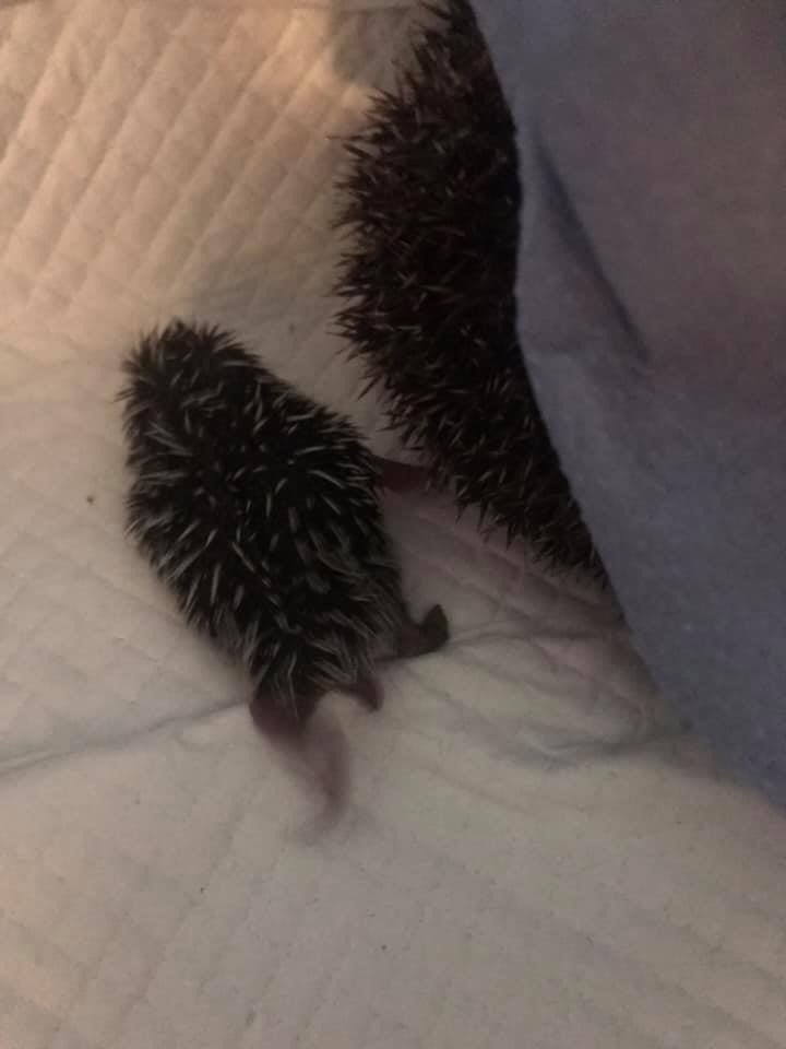 WHedgehogs's tweet photo. Dear All, I Spent this afternoon giving PRECIOUS a surrogate mum This mum had lost her babies so I had rubbed the placenta on her. This is best for both of them as precious receives the very best nourishment to assist with her growth. Here they are 2 hrs on,  looking good. https://t.co/fkppWogRzo