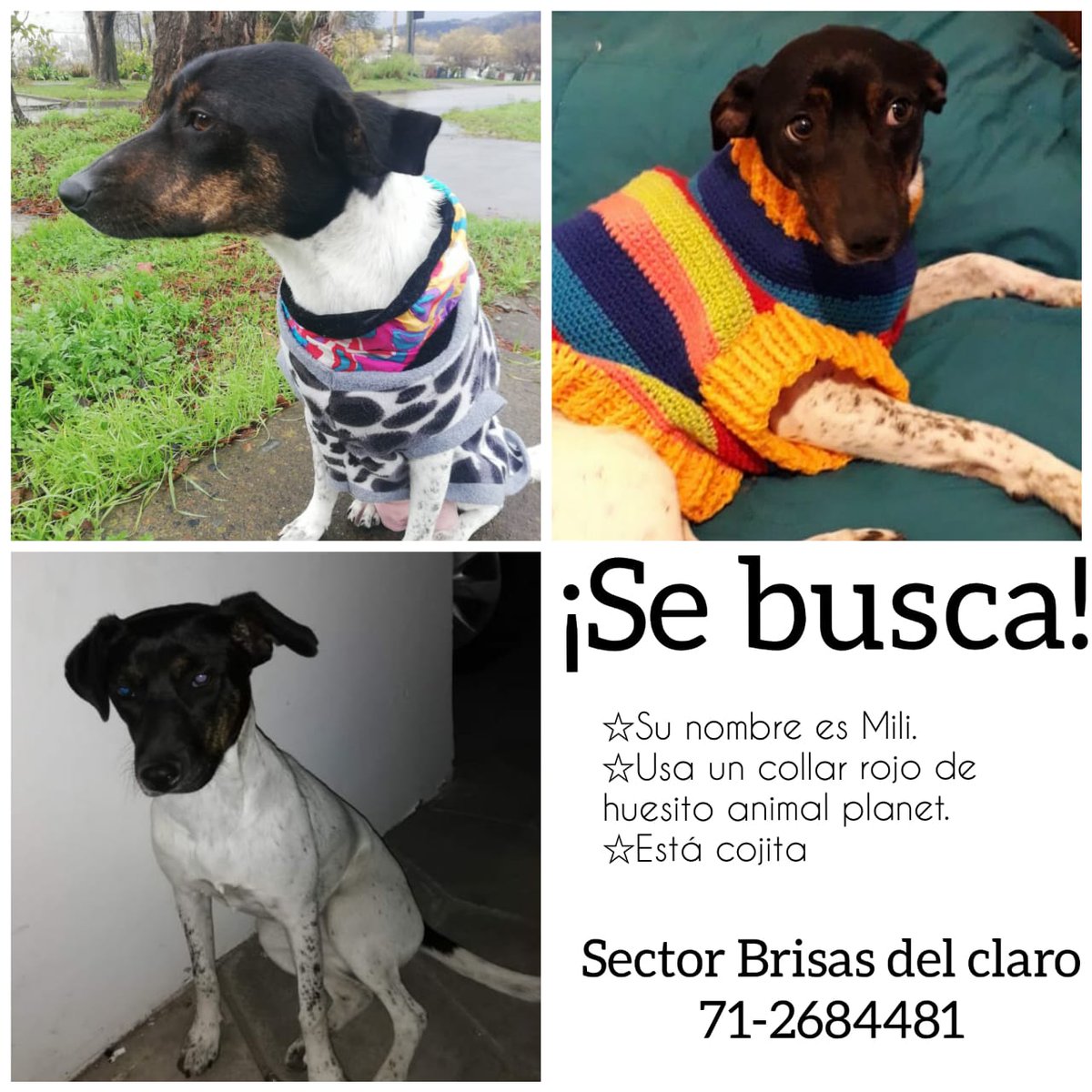 verojaraf's tweet photo. Favor ayudennos a encontrar a Mili!! ##talca https://t.co/PSnVpbufVP