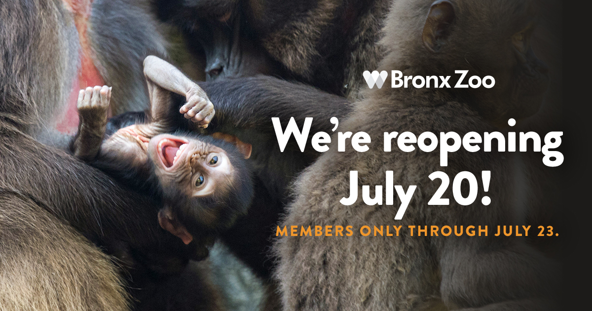 BronxZoo's tweet photo. We’re reopening! 🙌 The Zoo will be open to Members 7/20-7/23 &amp; open to all guests starting 7/24. We’ve made some changes to keep everyone healthy, please visit our Know Before You Go website for full details. We’ve missed you can’t wait to see you! https://t.co/AyZTQc2gkv https://t.co/cqz9O0Ex6T