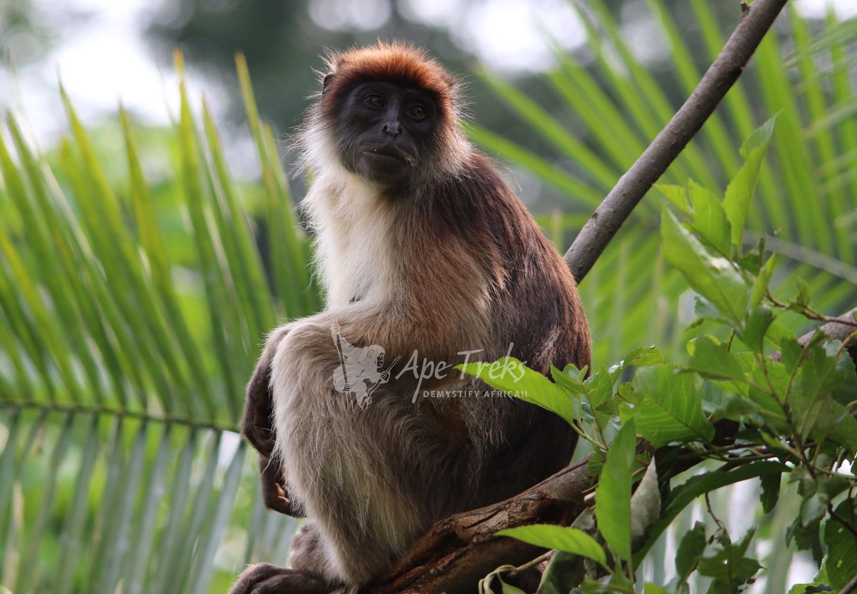 apetreksug's tweet photo. #Ugandan Red #Colobus #Monkey or #Arshy #Colobus Monkey is an Endangered Species of Red Colobus Monkeys that can be seen in #Kibale #Forest #National #Park and #Bigodi #Swamp.
https://t.co/pUiHGGI4CU https://t.co/b3Exd9Ng6E