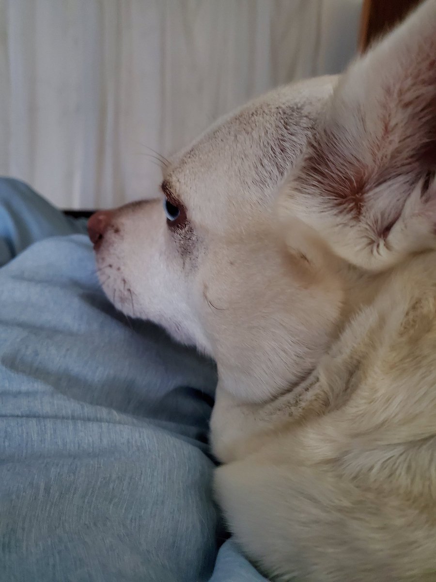 QiwenSt's tweet photo. no better legwarmer than a fluffy chubby husky while I read this 52pg review paper with 774 ref 

yeah he judges me👇 https://t.co/wTt9rcf3tQ