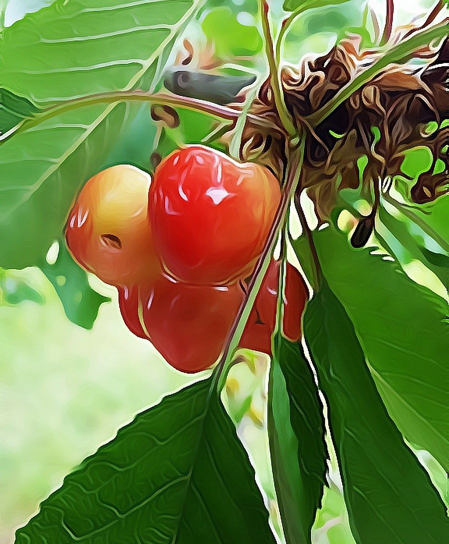 Kuechencottage's tweet image. Cherrytime

#cherry #cherrytime #blog #foodblog #nature #fotografie #photography #photooftheday